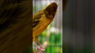 Download lagu Canary with Zitting Cisticola or Prinia Song? mp3 Download lagu Canary with Zitting Cisticola or Prinia Song? mp3