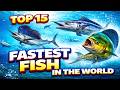 Top 15 Fastest Fish In The World The Speediest Ocean Animals Ever