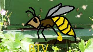 Kijk in de kast 5: het leven en de taken van de werkbij