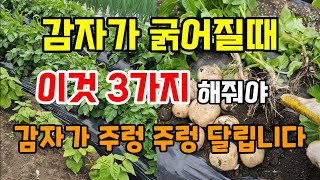 감자가 굵어지는시기 이것 해주면 감자가 주렁주렁 달립니다 #감자농사 #감자굵게키우기