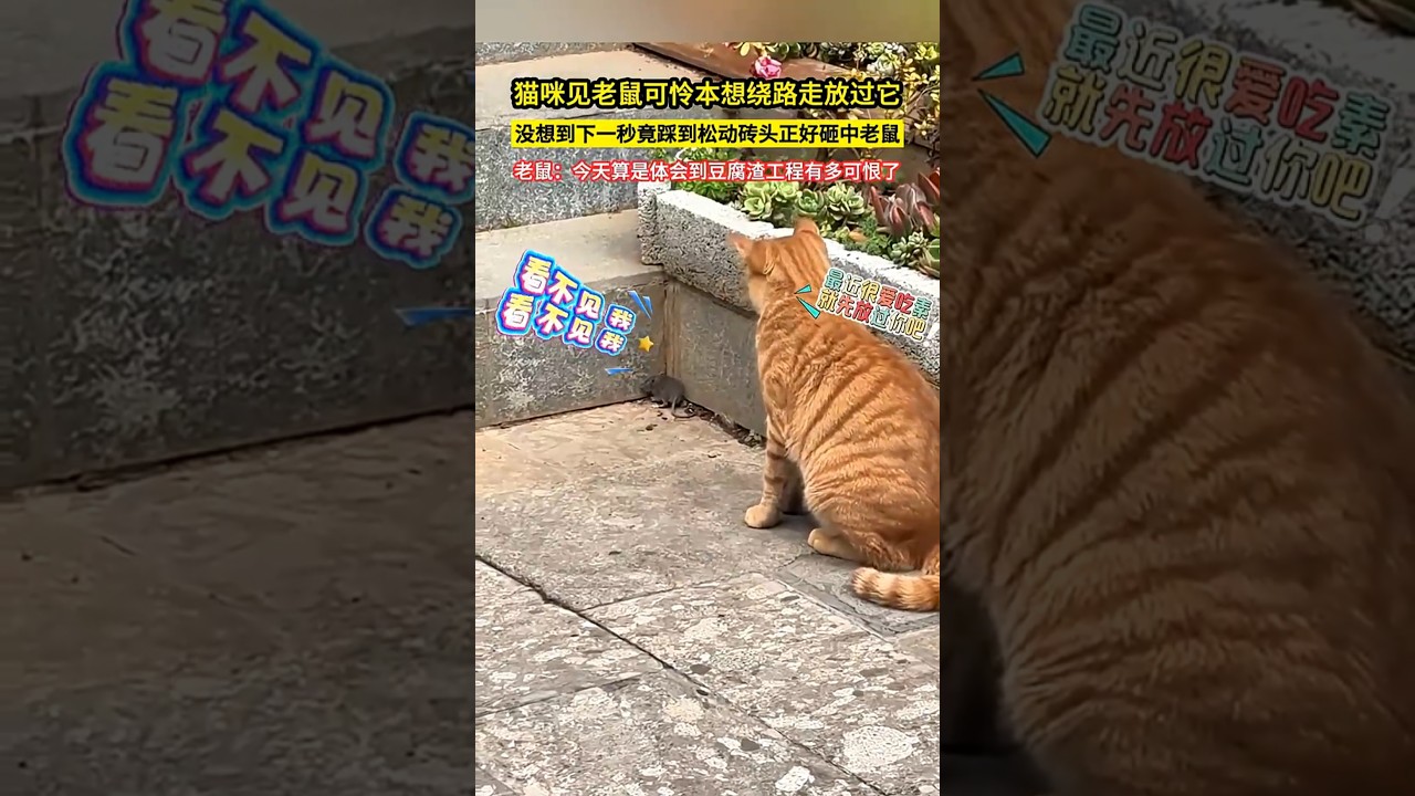 貓咪見老鼠可憐本想繞路走放過它，沒想到下一秒竟踩掉鬆動的磚頭，正好砸中老鼠，老鼠：今天算是體會到豆腐渣工程有多可恨了！#萌宠 #搞笑