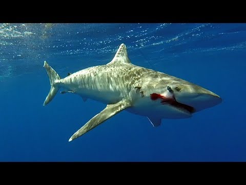 Fishing Rodrigues - Rod Fishing Club - Mauritius - Indian Ocean