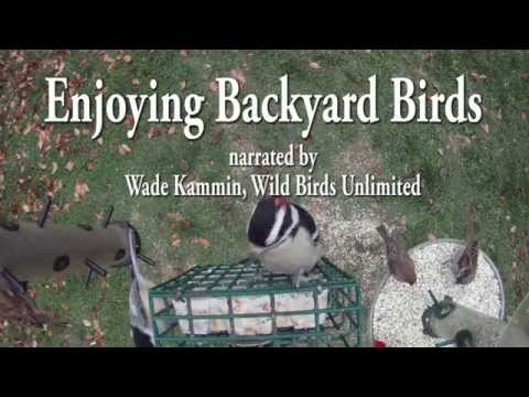 Backyard birding: Rose-breasted grosbeak