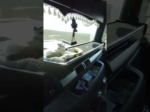 Görün, Şamaxıda avtomobili xarab olan sürücüyə necə kömək etdilər!🚗✨