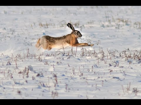 Очередная охота на зайца и лису. Состоялась охота зимой 2019. Хорошо поохотились.