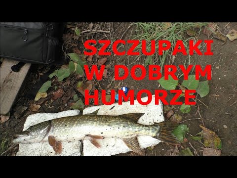 Dużo  szczupaków na wesoło miały być większe ale cóż ...