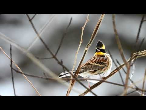 冬の鳥たち: 寒波をこうして生き抜く 自然と動物