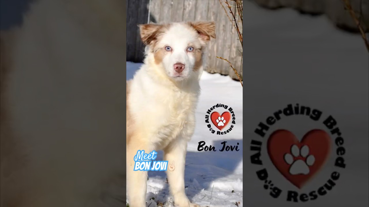 Bon Jovi, a ADOPTABLE mixed breed in Joliet, IL video 4/4