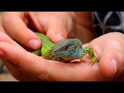 European Green Lizard  (Lacerta Viridis) - Gusterul