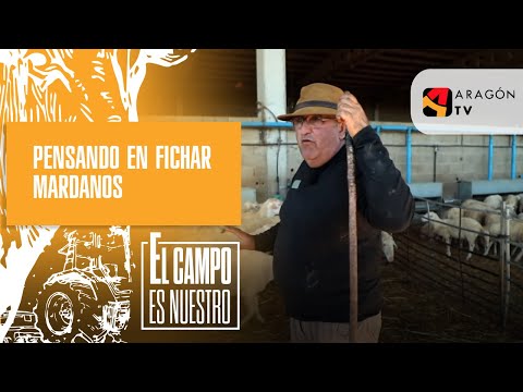 Toño is thinking of signing Mardanos for his flock