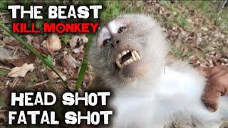 Download lagu The Best Monkey Hunting Compilation 2 on Delova Hunter - Call 177 ☠️ Kumpulan Berburu Kera Liar mp3 Download lagu The Best Monkey Hunting Compilation 2 on Delova Hunter - Call 177 ☠️ Kumpulan Berburu Kera Liar mp3