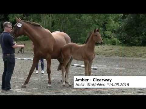 STALL STECHER Holsteiner SF v. Amber - Clearway