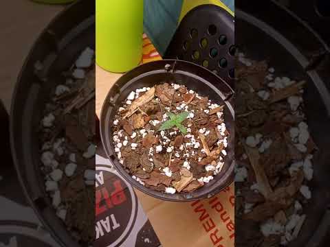 Pusher Street #1 & Zkittles Strain grow