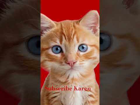 meow meow meow Billi Karti meow #cartoon #rhymes #cute #music
