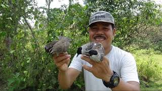 Download lagu Suara pikat paling mujarap untuk Trucukan/Kutilang (suara pikat andalan jaya channel). mp3 Download lagu Suara pikat paling mujarap untuk Trucukan/Kutilang (suara pikat andalan jaya channel). mp3