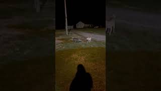 Video preview image #1 Labrador Retriever-Unknown Mix Puppy For Sale in Virginia Beach, VA, USA