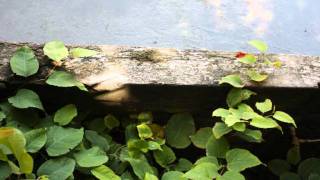 Miossec  -  Rester en vie