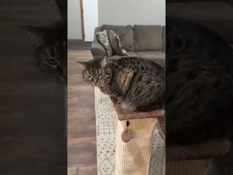 @elijah_henry_chouinard: Had to let us know she’s still got it #cat  #catlover #kitty