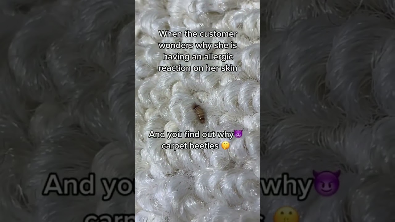 Bugs that can cause an allergic reaction to your skin!! Carpet Beetles. #Shorts #Carpet