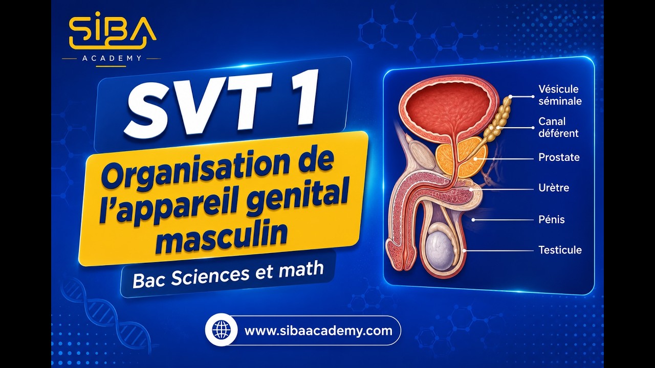 Organisation de l'appareil genital masculin