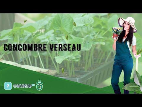 , title : 'Concombre Verseau'