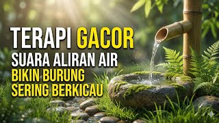 Download lagu Baru 5 Menit Diputar, Burung Langsung Rajin Berkicau! Terapi Aliran Air Alami mp3