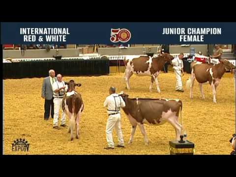 617   Red & White Junior Champion Female WORLD DAIRY EXPO 2016