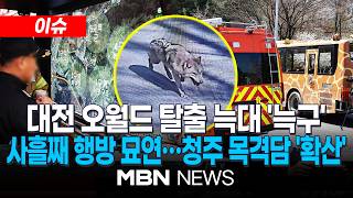 [이슈] 대전 오월드 탈출 늑대 '늑구' 사흘째 행방 묘연…청주 목격담도 '확산'  / 비오는데 '늑구'는 어디 갔나…수색 장기화 우려 | MBN NEWS