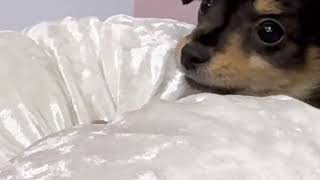 ハーフ犬の動画01