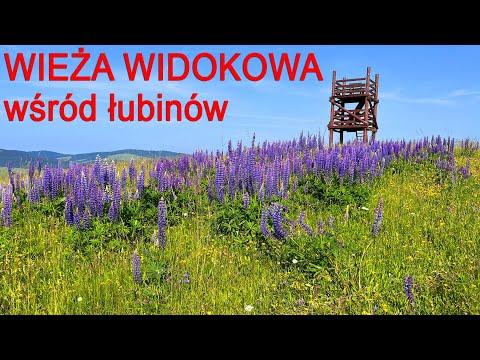 WIEŻA WIDOKOWA na Żurawince i panorama na Pogórze Bukowskie, Beskid Niski i Bieszczady wśród ŁUBINÓW