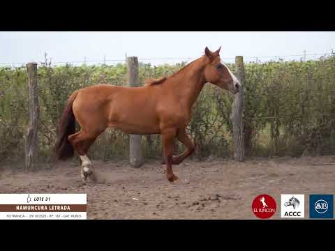 Lote 31 Namuncura Letrada