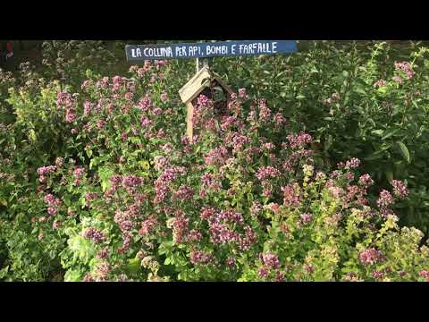 Oreganoblommor! För bin, humlor och fjärilar.