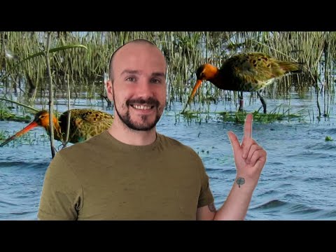 British Wildlife - WADING BIRDS at WWT Welney Wetland Centre