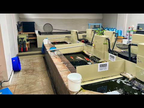 BACK AT SPRINGBANK KOI