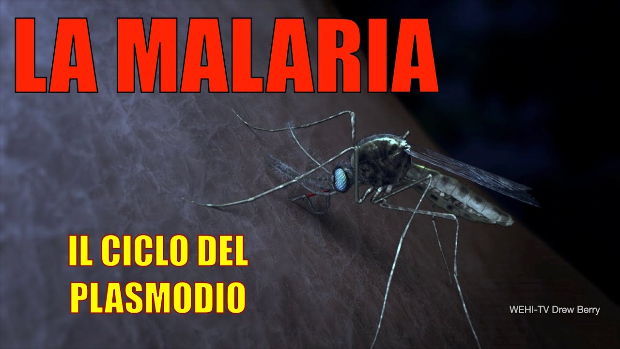 Il ciclo del PLASMODIO della MALARIA