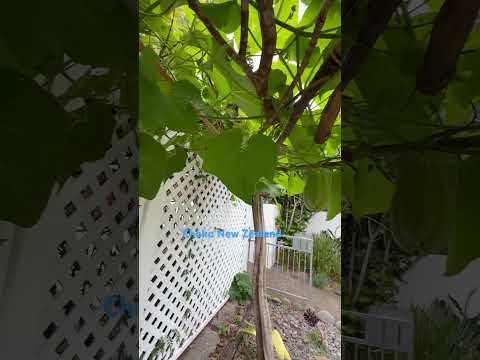 #choko #fruit #newzealand #cuocsongnewzealand #lifeinnewzealand #vegetables