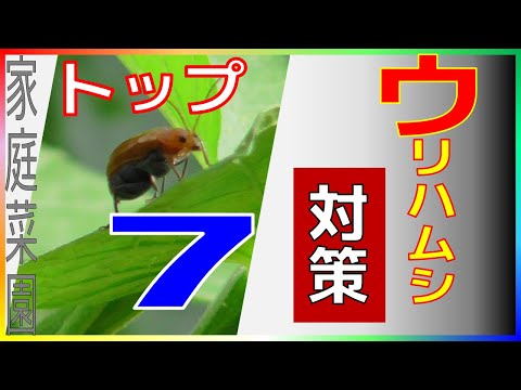 園芸 ケニアキュウリ、メツロン、キワノ、角キュウリ、角メロン