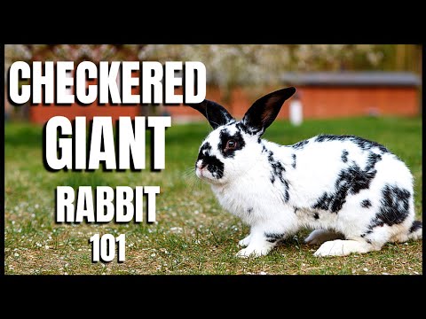 , title : 'Checkered Giant Rabbit 101'