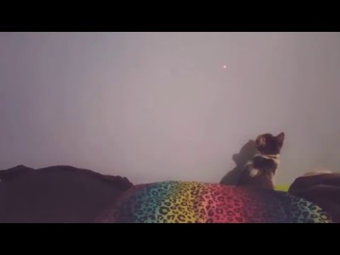 Keana chasing the infamous red dot