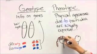 Genotype vs Phenotype