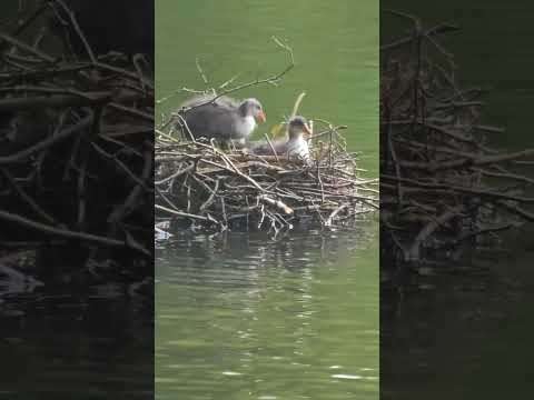 , title : 'Coot chicks looking for food #duck #animals #water #birds |Lovelyanimalswithjayaboomi'