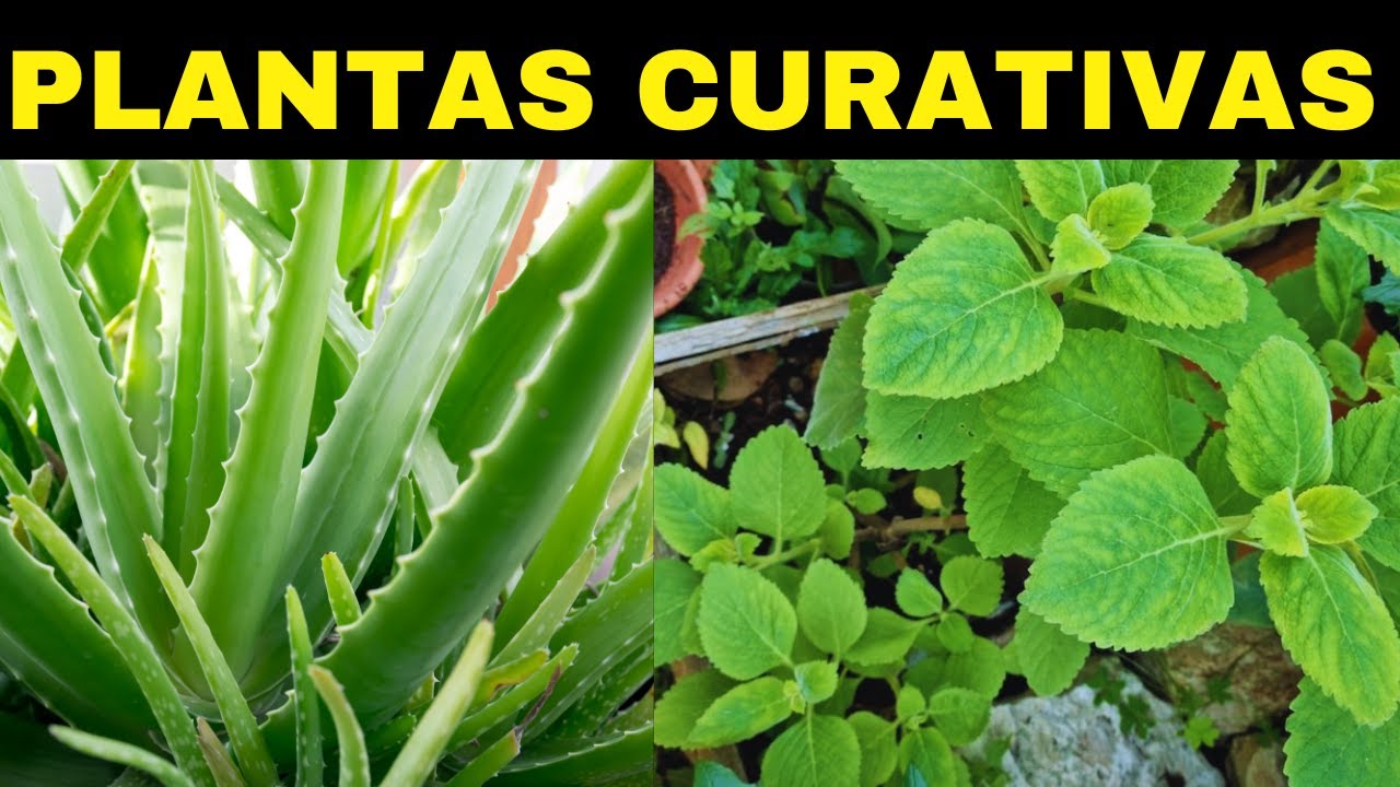 AS 9 PLANTAS MEDICINAIS QUE SÃO PRESENTES DA NATUREZA E VOCÊ DEVE TER EM CASA.
