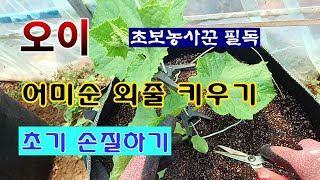 [텃밭농부 1,882]  오이 재배시 초기에 해야 하는 작업. 초보농사꾼 필독 #오이재배