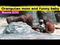 Орангутан мама и веселый малыш 