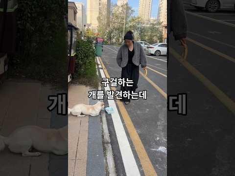 구걸하는 강아지 돈 훔친 여자, 바나나 껍질로 당한 통쾌한 복수