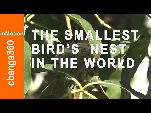 🔴 The SMALLEST Bird's NEST in the World