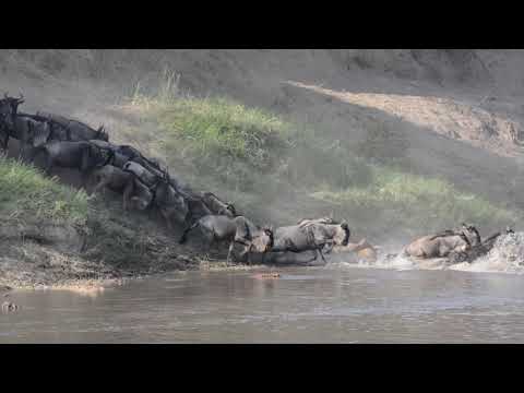 The Great Migration Crossing Mara River in  Serengeti side - Tanzania