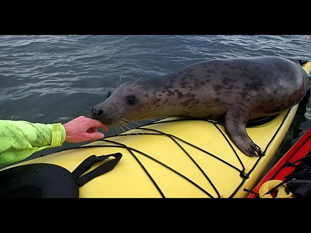 Cheeky seal hitched a ride on my kayak.