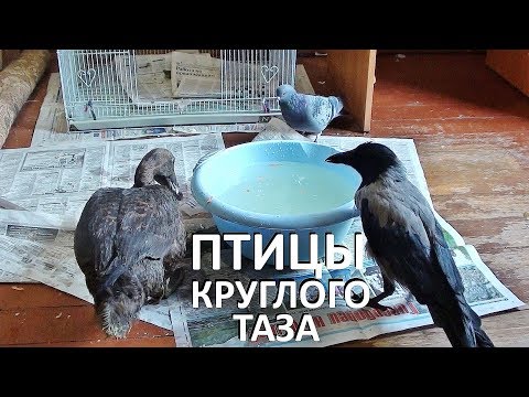 ПТИЧИЙ БЕСПРЕДЕЛ. ПТИЦЫ КРУГЛОГО ТАЗИКА (утка, ворона, голуби, собаки и кошки)