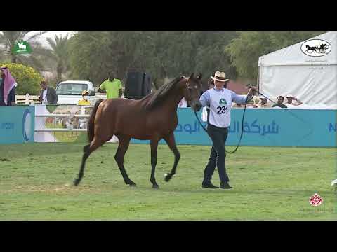 N 231 MARZAN AL HAWAJER   King Abdulaziz Arabian Horse Center Show 2021   Colts 2 Years Old Class 8B